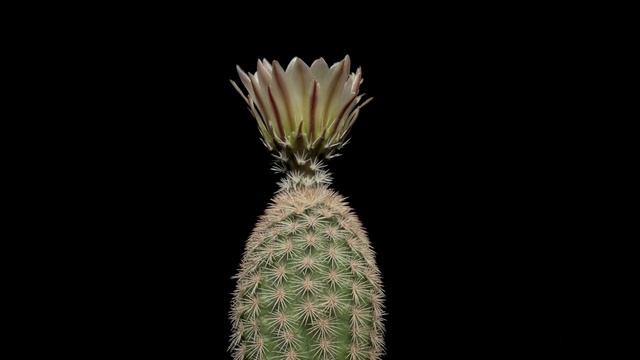 Echinocereus dasyacanthus, USA, Texas, Lajitas смотреть онлайн