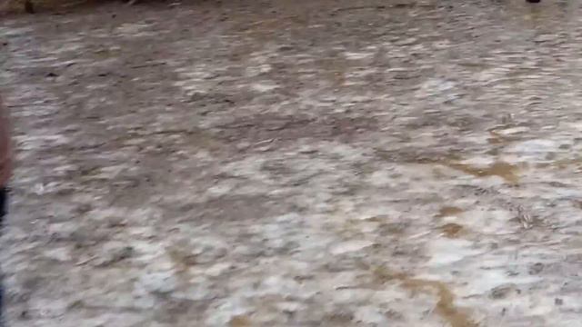 Северные олени в аренду на фотосессию. | 8 916 - 702-11-08 Москва смотреть онлайн