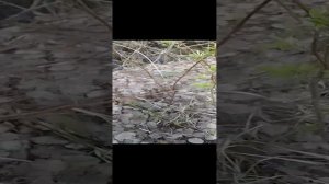 Ужас мистика 1часть