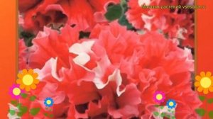 Петуния крупноцветковая Пируэт Ред. Краткий обзор, описание характеристик petunia grandiflora doubl