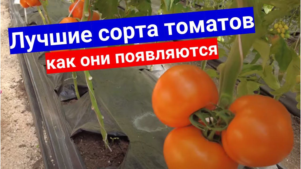 Обзор теплиц с томатами агрофирмы Поиск. Как рождаются лучшие сорта и гибриды томатов
