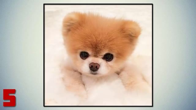 ТОП 10 САМЫХ ПОПУЛЯРНЫХ ЖИВОТНЫХ В INSTAGRAM смотреть онлайн