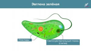 Подцарство Простейшие: многообразие и значение