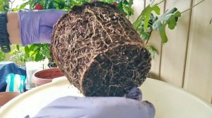 Пересаживаем Ангинник