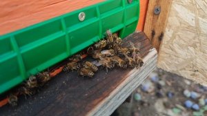 ОСЫ Камикадзе