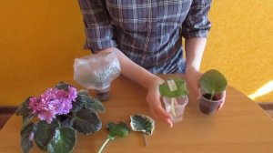 ЕСЛИ ЛИСТ ФИАЛКИ НЕ УКОРЕНЯЕТСЯ ИЛИ ПРОПАДАЕТ!! ВАЖНЫЕ МОМЕНТЫ!!