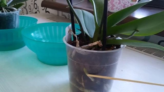 Какие должны быть корни у  фаленопсиса!!!