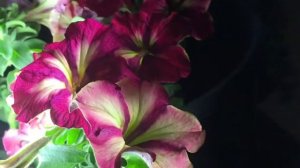 Crazytunia mandaville.