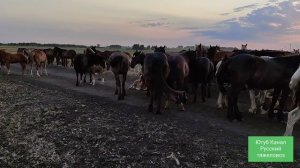 Как проходит перегорание молока у кобылы.|Потери и пополнение в хозяйстве.