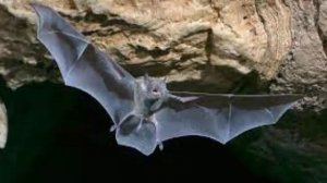 Летающие животные Летать умеют не только птицы