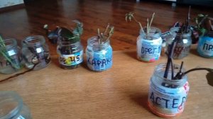 Ч.1  Размножение ежевики и малины зелеными черенками