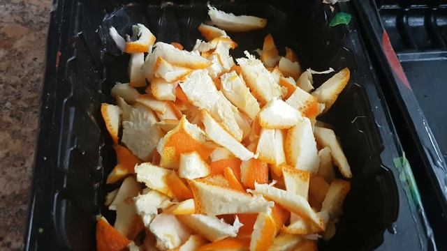 Можно ли давать Курам ЦИТРУСОВЫЕ?