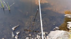 Рыбалка на Волчихинском водохранилище. Флюс 8 июля 2020 года