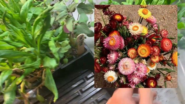 Candling Chicken Eggs | Plant Experiments | Flowers I'm Growing This Year смотреть онлайн