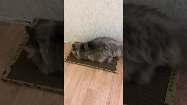 Кошка не отходит от когтеточки😻