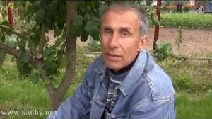 Как правильно хранить яблоки и груши © - Уроки Николая Рабушко.