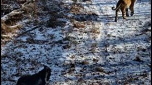 Козел Тимур и тигр Амур невероятный случай