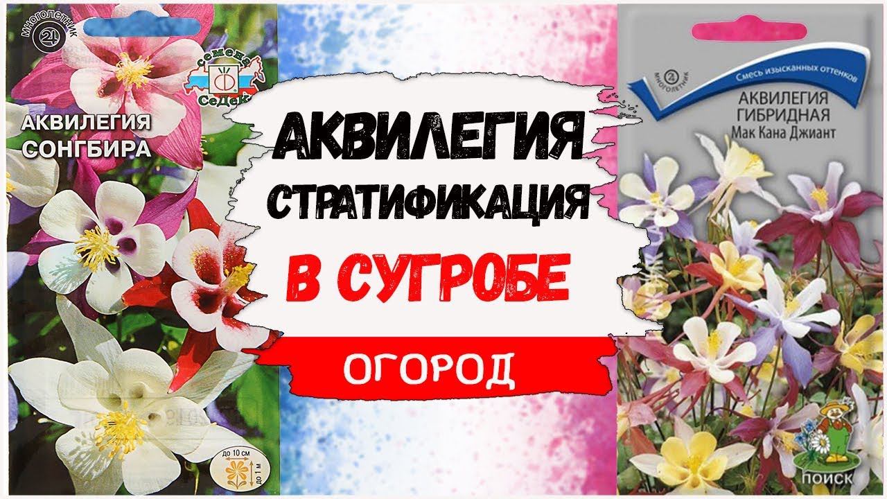 Посев аквилегии. Стратификация в сугробе. ОГОРОД 2019. Жизнь в деревне.