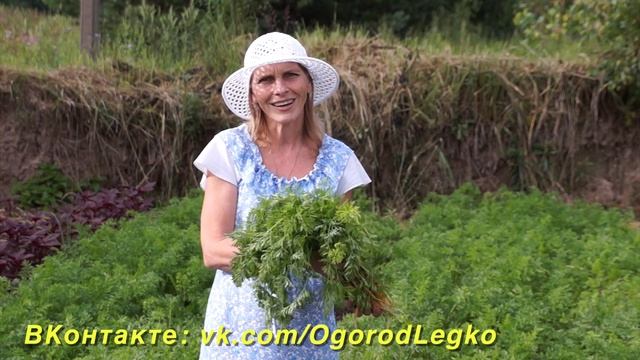 НЕ ВЫБРАСЫВАЙТЕ БОТВУ МОРКОВИ! ВКУСНЫЕ РЕЦЕПТЫ!
