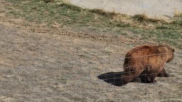 Медведи играются в зоопарке, Колорадо Спрингс, Колорадо, США\ Bear Playing смотреть онлайн