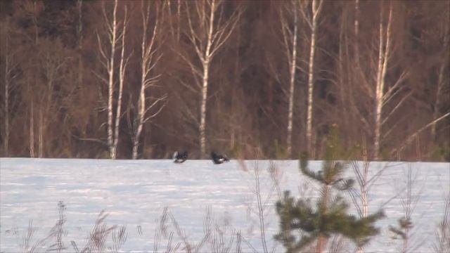 тетерева токуют в начале марта
