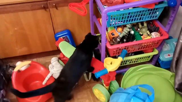 Игрушки кота Марсика смотреть онлайн