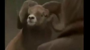 Бараны в деле?