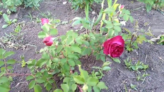 Rose!Роза Манстед Вуд(Munstead Wood)!Особенности сорта!Первогодка!Питомник С.С.Овчарова!Остин 2007г