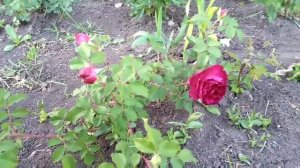 Rose!Роза Манстед Вуд(Munstead wood)!Особенности сорта!Первогодка!Питомник С.С.Овчарова!Остин 2007г