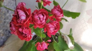 Пеларгония Живые Розы (условно).