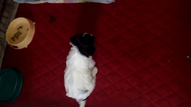 Бивер йорки.Продажа щенков питомник ФилВанТипТоп смотреть онлайн