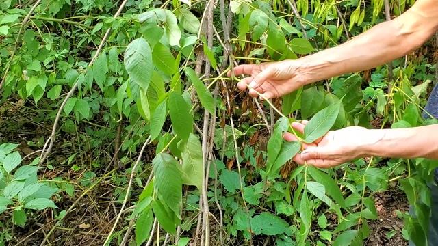 Fraxinus nigra - black ash смотреть онлайн