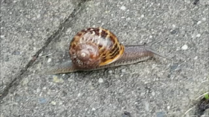 улитки вышли погулять.mp4