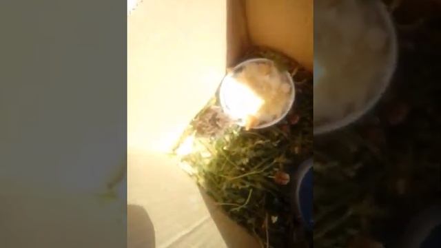 Кормление птенца куропатки. смотреть онлайн