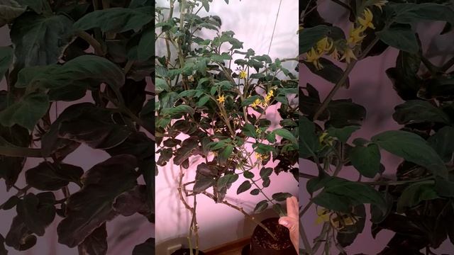 Обзор удобрения от Terra Aquatica "NovaMax Bloom" | #shorts #growbox #буднифермера