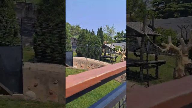 4 день далянь (зоопарк там панда 🐼 🐼) смотреть онлайн