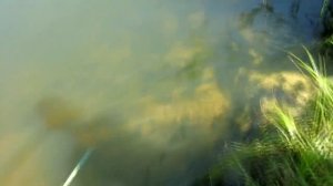 Ловля рыбы на ловушку из пластиковой бутылки