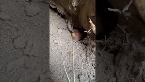 Охота на барсука с ягдтерьерами и/ первая работа кабеля таксы по барсуку видео с прошлого года