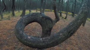 Танцующий лес | Куршская коса