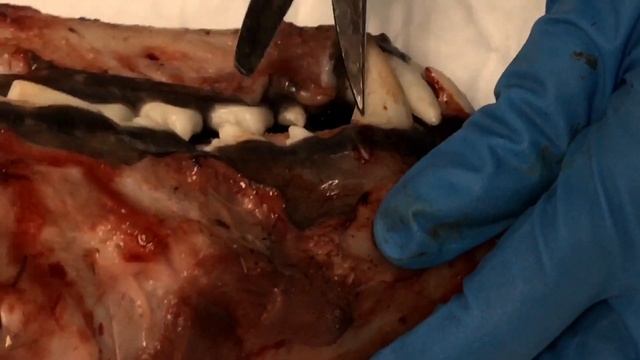 Треснули клыки волка. Попытка вынуть клыки из черепа молодого волка. смотреть онлайн