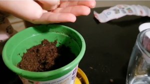 Выращивает мини подсолнухи в домашних условиях!!!