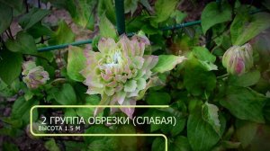 Клематис Мидори (Midori)