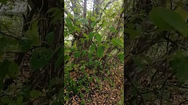 АНЕКДОТ. ОРГАНЫ. смотреть онлайн