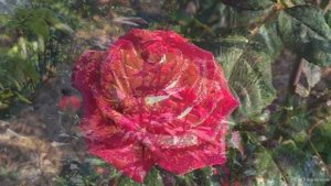 Чайно-гибридная роза сорт Большой. Загородная жизнь.