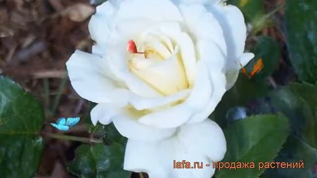 Роза чайно-гибридная Тру Лав (rose true love) ? роза Тру Лав обзор: как сажать саженцы розы Тру Лав смотреть онлайн