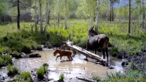 Лосиха и лосенок попали в объектив фотоловушки в нацпарке «Зигальга»