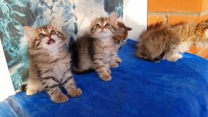 Сибирские котята - Siberian kittens