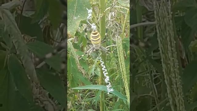 Волгоградцы страшатся ядовитых последствий укуса паука-осы смотреть онлайн