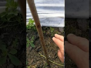 Объявился крот! Как бороться с кротом!