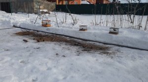 Ловля певчих птиц 2021. Чижи, чечетки и непойманный щегол.